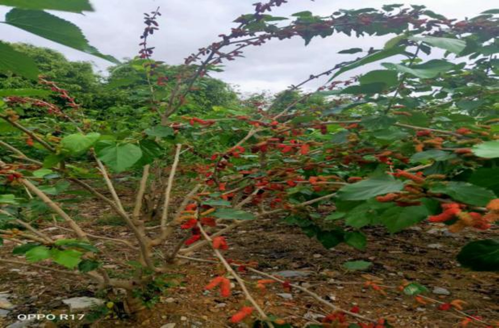 1617270401175956.jpg 8.jpg