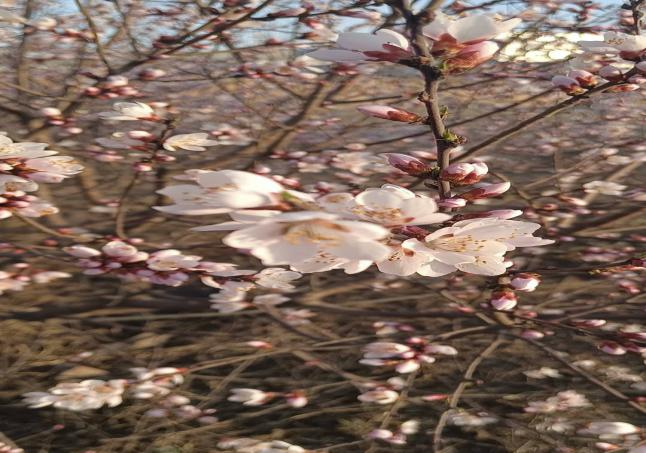 1617271661721729.png 32.png